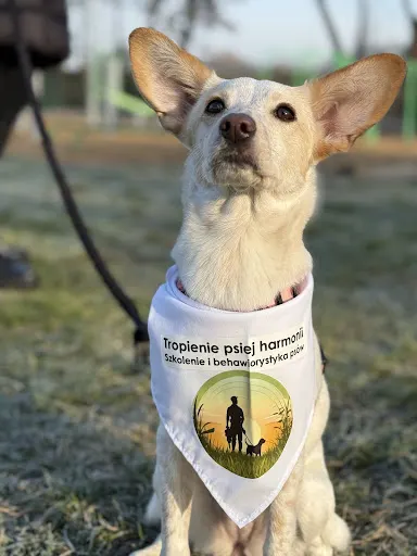 Tropienie Psiej Harmonii Szkolenie i Behawiorystyka psów, Psie Przedszkole, Dogoterapia Poznań Swarzędz